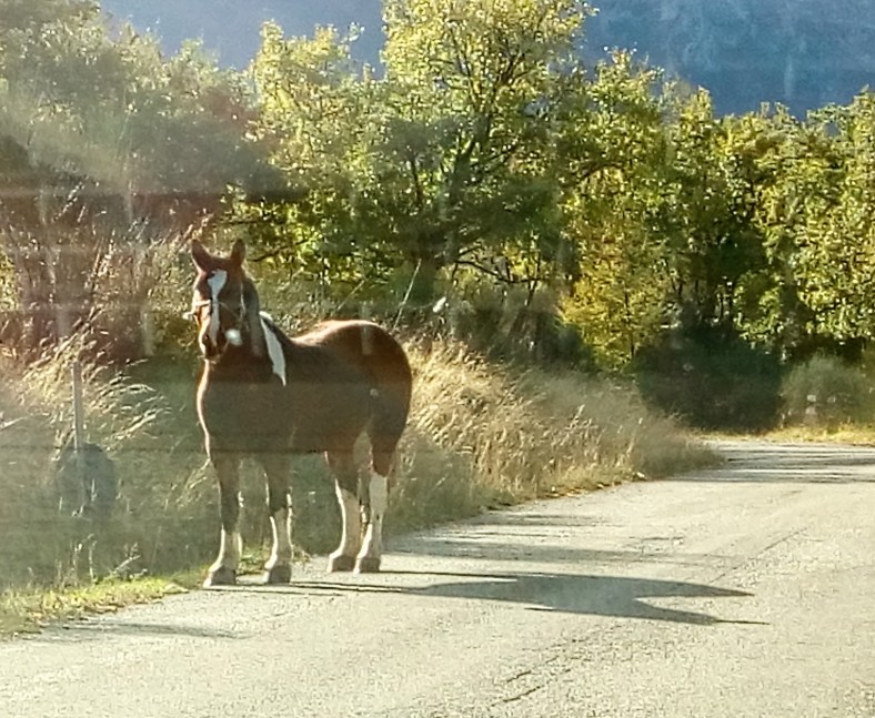 IMG_20171028_103232903