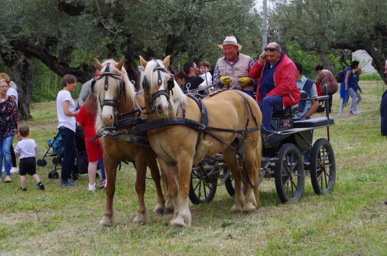 harnessed and ready to go